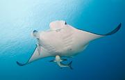 02_Manta_Ray