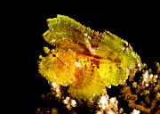 04_Leaf_Scorpionfish