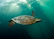 08_Green_Sea_Turtle