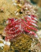 09_Christmas_Tree_Worms