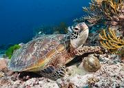 11_Green_Sea_Turtle