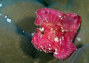 12_Leaf_Scorpionfish