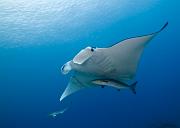 13_Manta_Ray