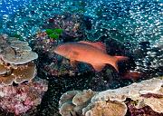 14_Coral_Trout