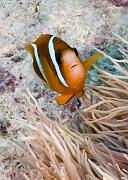 16_Anemonefish