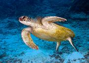 22_Green_Sea_Turtle