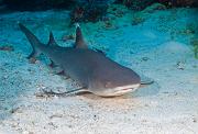 25_Whitetip_Reefshark