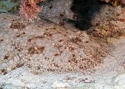 27_Tasselled_Wobbegong