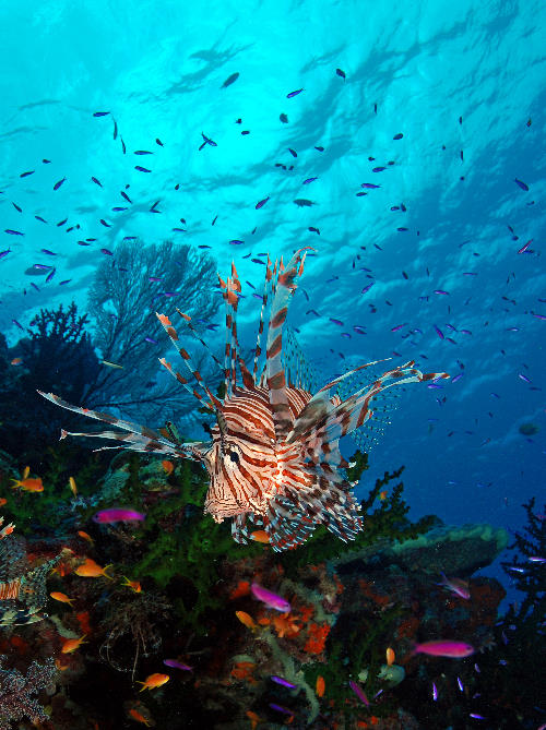 02%20Prowling%20Lionfish.jpg
