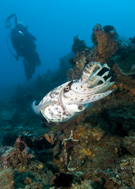 02_Cuttlefish_&_Diver.jpg