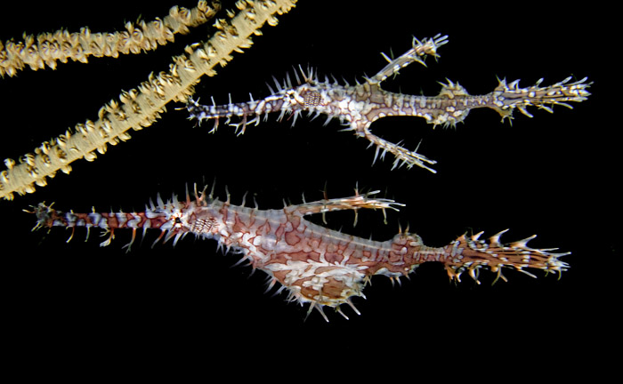 05_Ornate_Ghostpipefish.jpg