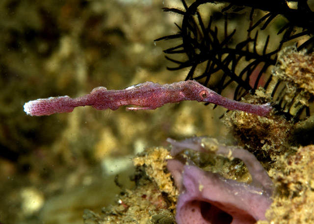 06_Velvet_Ghostpipefish.jpg