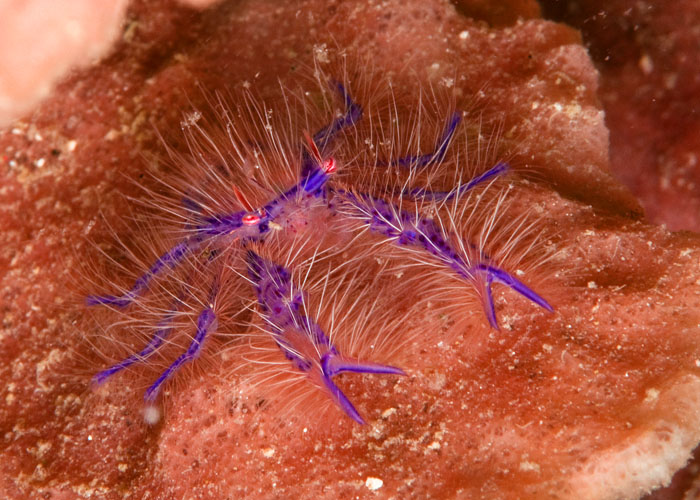 08_Pink_Squat_Lobster.jpg