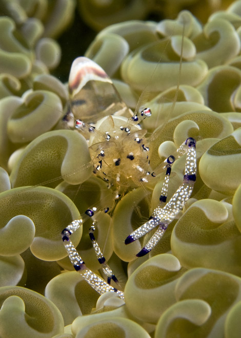 09_Anemone_Shrimp.jpg