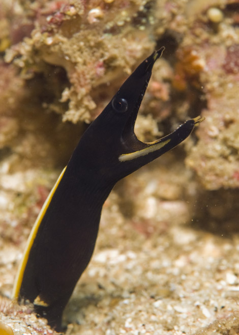 10_Juvenile_Ribbon_Eel.jpg