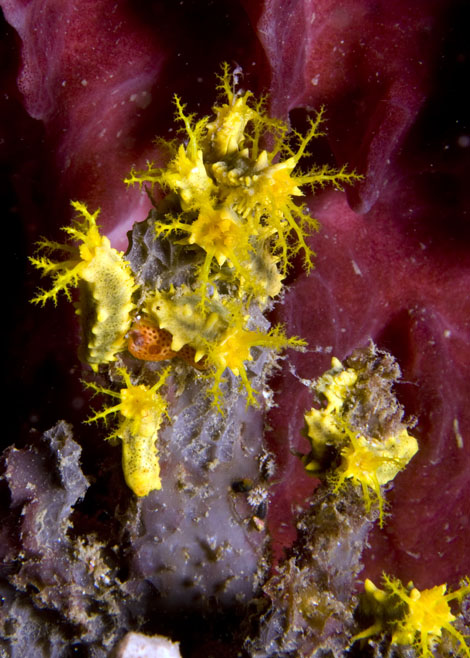 11_Yellow_Sea_Cucumbers.jpg