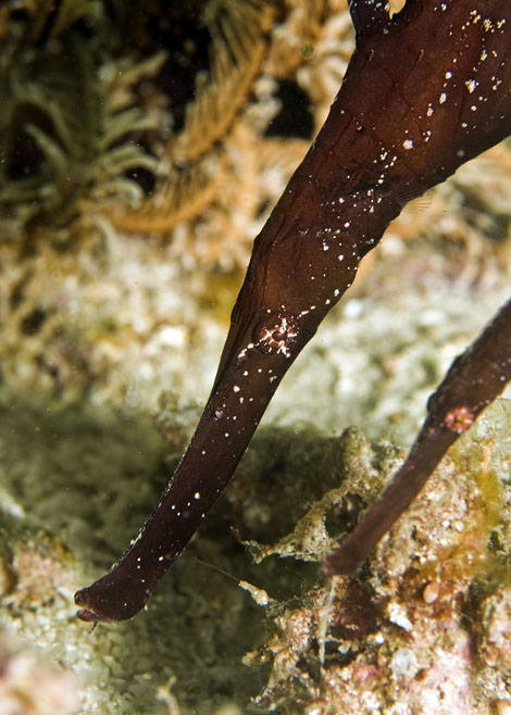 12_Robust_Ghostpipefish.jpg