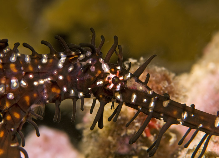 16_Ornate_Ghostpipefish.jpg