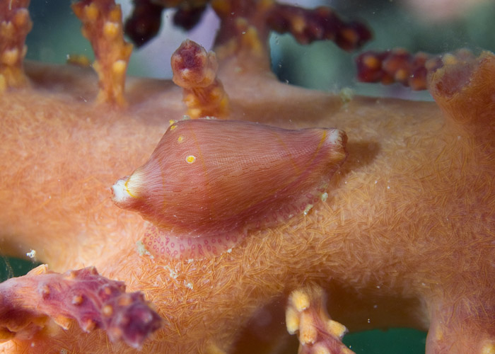 19_Gorgonian_Cowry.jpg