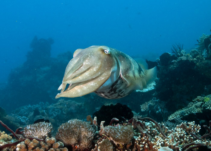 20_Broadclub_Cuttlefish.jpg