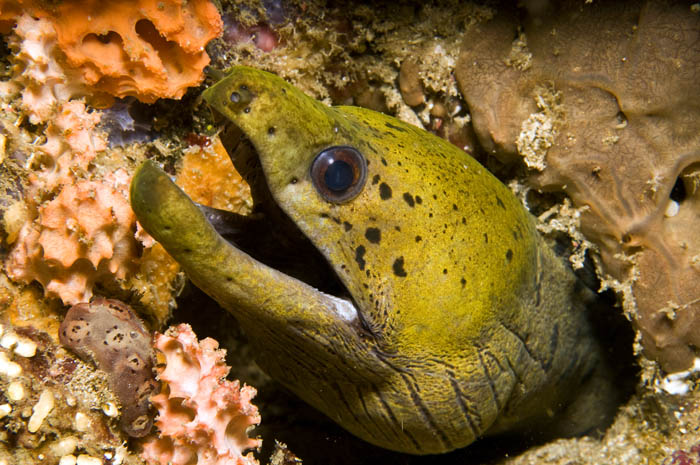 21_Fimbriated_Moray_Eel.jpg