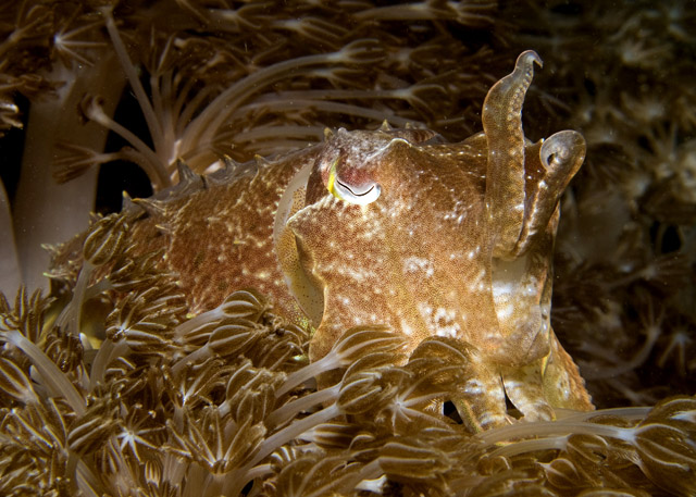 22_Cuttlefish_in_Anemones.jpg