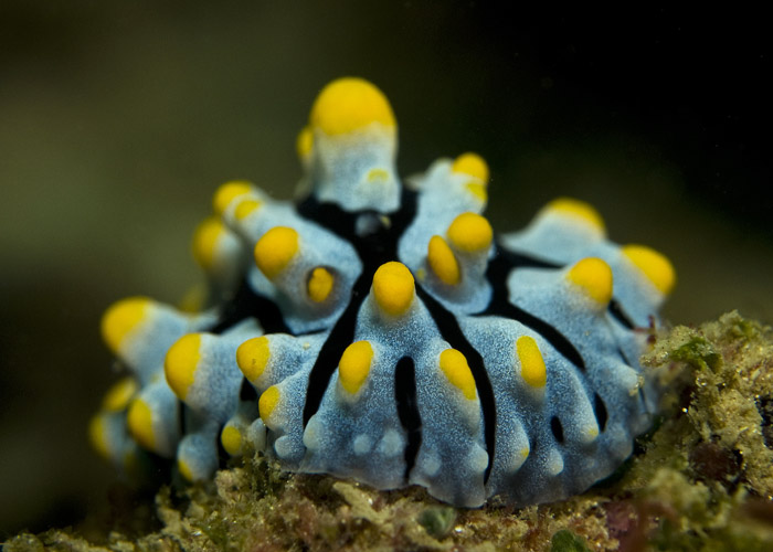 23_Warty_Nudibranch.jpg