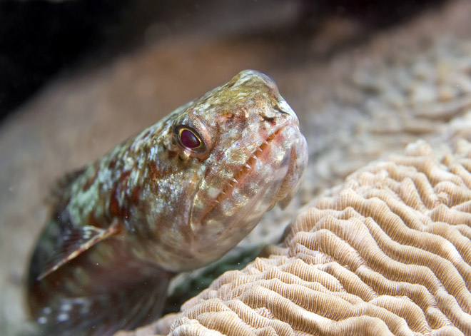 27_Variegated_Lizardfish.jpg