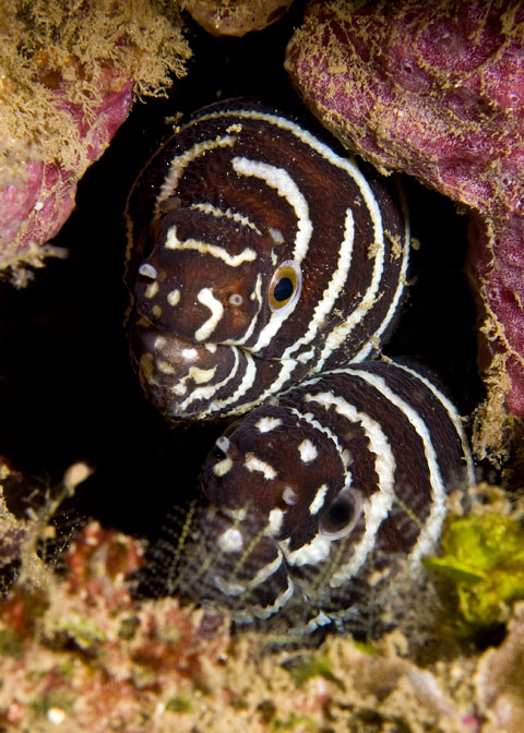 32_Zebra_Moray.jpg