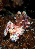 01_Harlequin_Shrimp