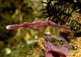 06_Velvet_Ghostpipefish