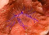 08_Pink_Squat_Lobster