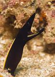 10_Juvenile_Ribbon_Eel