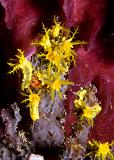 11_Yellow_Sea_Cucumbers