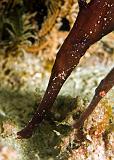 12_Robust_Ghostpipefish