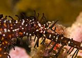 16_Ornate_Ghostpipefish