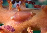 19_Gorgonian_Cowry