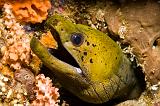 21_Fimbriated_Moray_Eel