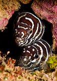 32_Zebra_Moray