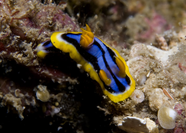 Chromodoris_elisabethina.jpg