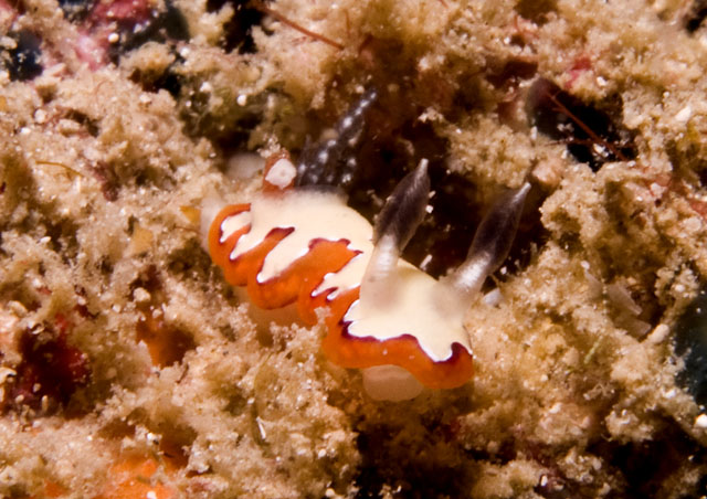 Chromodoris_fidelis.jpg