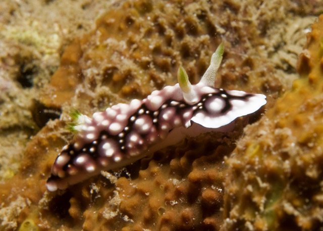 Chromodoris_geometrica.jpg