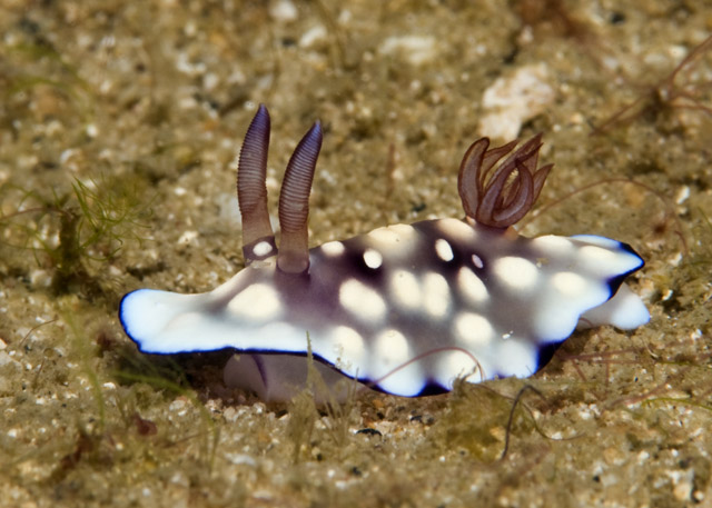 Chromodoris_hintantuensis.jpg