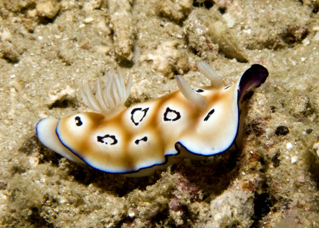 Chromodoris_leopardus.jpg