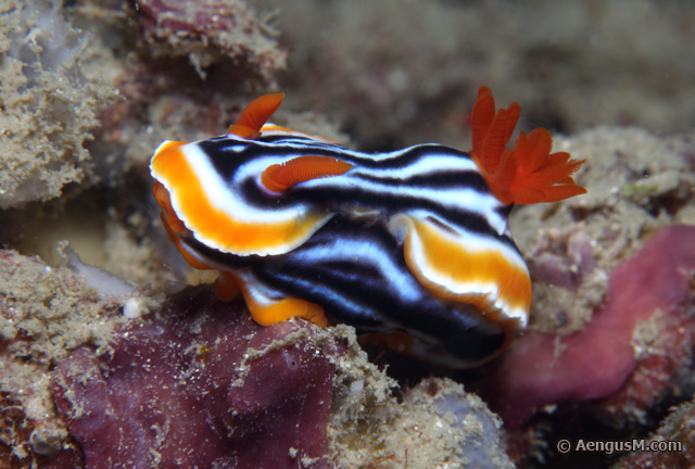 Chromodoris_magnifica.jpg