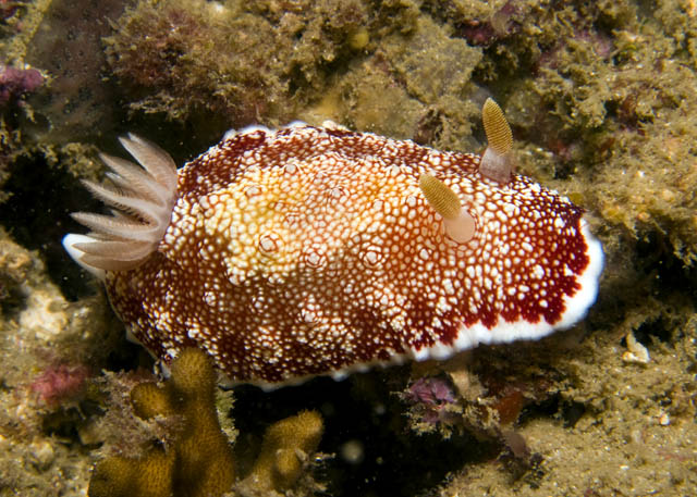 Chromodoris_tinctoria.jpg