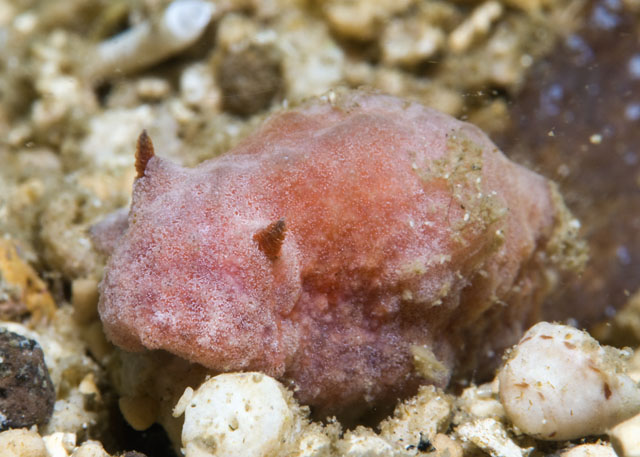 Dorid_sp.jpg