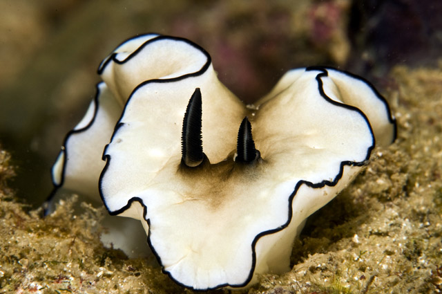 Glossodoris_atromarginata.jpg