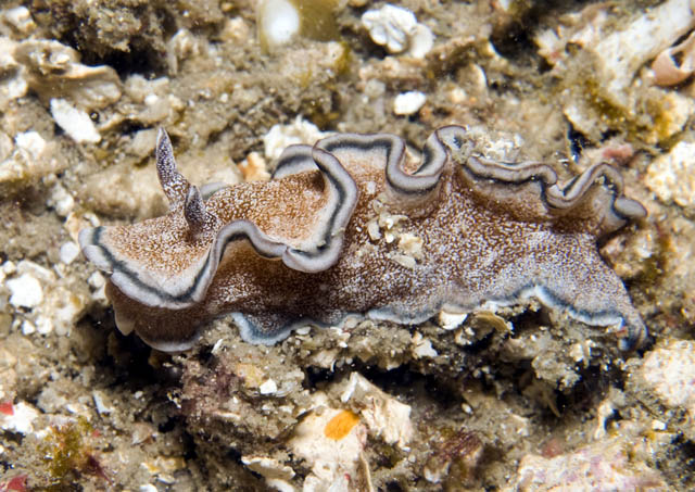 Glossodoris_hikuerensis.jpg