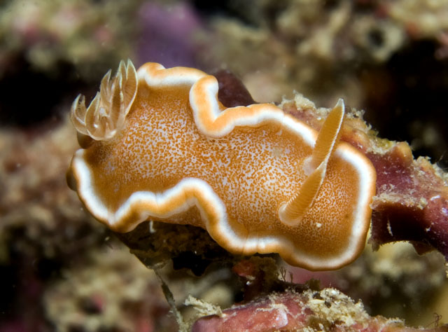 Glossodoris_rufomarginata.jpg